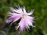 Dianthus hyssopifolius